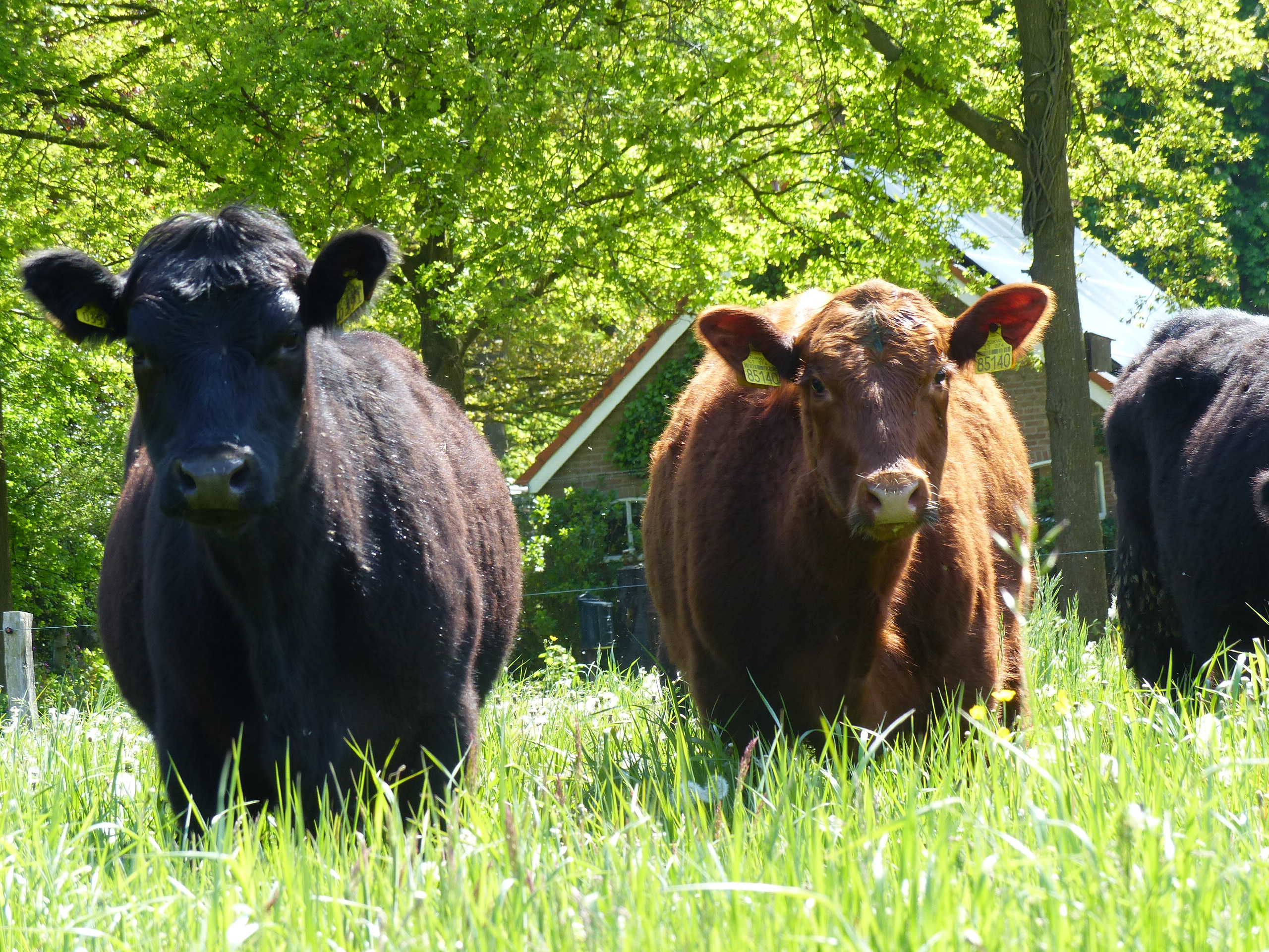 Black Angus rundvlees — sfeerbeeld uit het assortiment