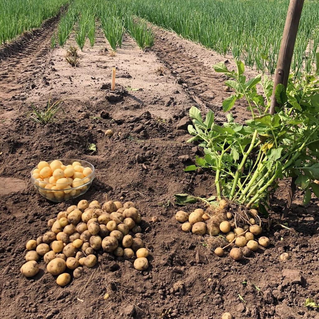 Groente van het seizoen — sfeerbeeld uit het assortiment